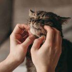 Ter um gato é benéfico ao seu cérebro, diz especialista