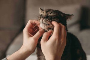 Ter um gato é benéfico ao seu cérebro, diz especialista