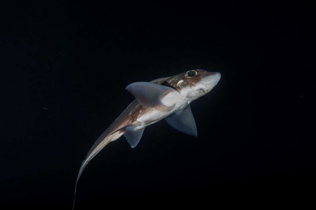 Tubarão-fantasma tem dente na cabeça usado para acasalamento