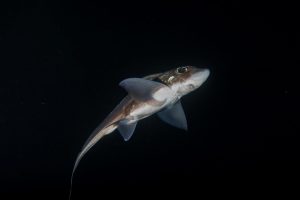 Tubarão-fantasma tem dente na cabeça usado para acasalamento