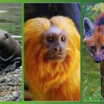 Você conhece? 8 animais brasileiros que beiram a extinção