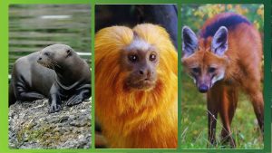 Você conhece? 8 animais brasileiros que beiram a extinção