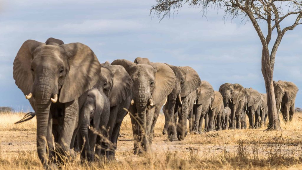 10 fatos que mostram que os elefantes são animais incríveis