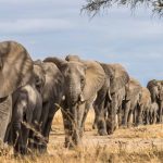 10 fatos que mostram que os elefantes são animais incríveis