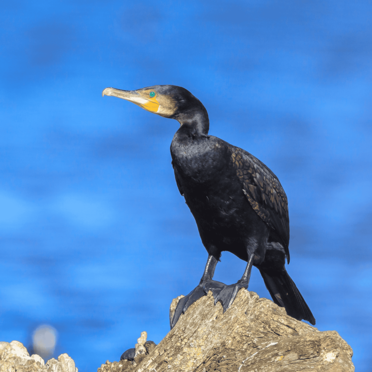 5 aves estranhas que você precisa conhecer