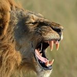 8 animais que praticam canibalismo