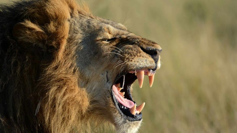 8 animais que praticam canibalismo