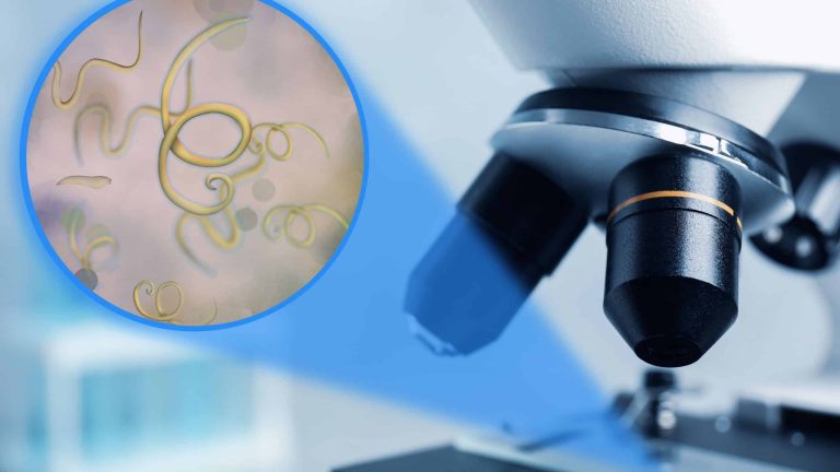 8 microrganismos que moram no seu corpo e você não