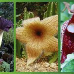 8 plantas tão estranhas que parecem alienígenas
