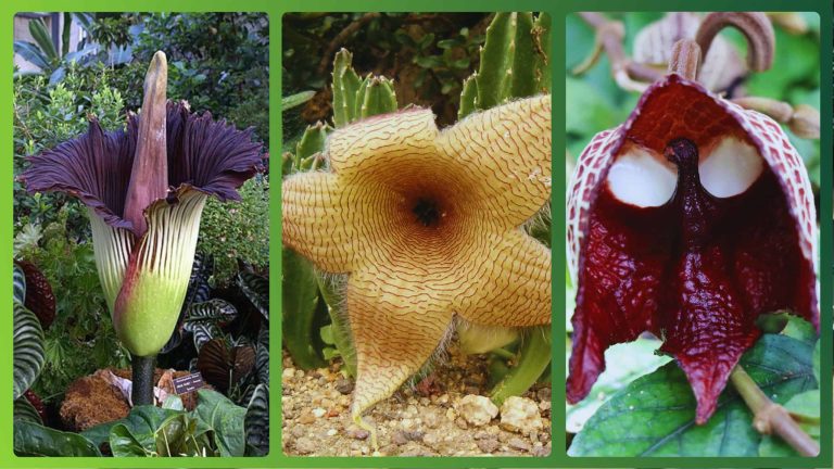 8 plantas tão estranhas que parecem alienígenas