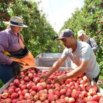 A cidade congelante que abastece o Brasil com maçãs