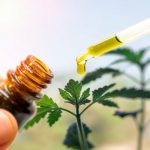 AGU pede mais prazo para regulamentação do cultivo de cannabis