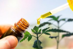 AGU pede mais prazo para regulamentação do cultivo de cannabis