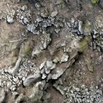 Achado arqueológico revoluciona a capacidade humana pré-histórica