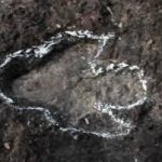 Achado inédito revela pegadas de dinossauros na Amazônia brasileira