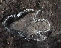 Achado inédito revela pegadas de dinossauros na Amazônia brasileira