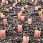 Afinal, restaurar uma floresta dá dinheiro? Eis a resposta