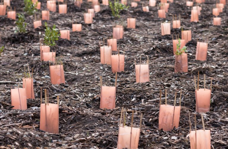 Afinal, restaurar uma floresta dá dinheiro? Eis a resposta