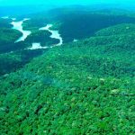 Amazônia e Cerrado registram queda de 11% no desmatamento