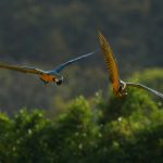 Após 200 anos, araras-canindés voltam aos céus do Rio de