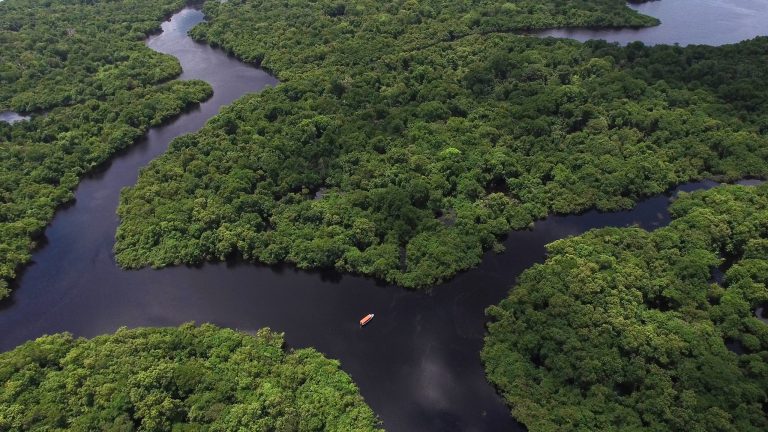 Área desmatada na Amazônia é a menor em 11 anos,