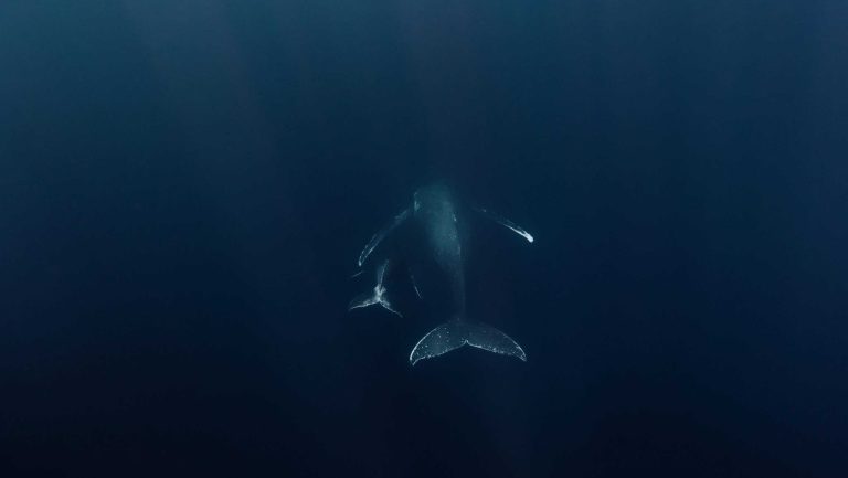 Arpão de pesca é encontrado em mamífero mais velho do