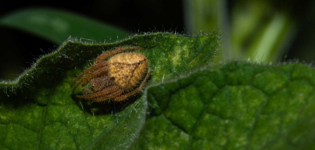 As aranhas sonham enquanto dormem?