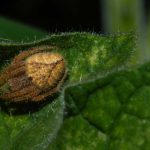 As aranhas sonham enquanto dormem?