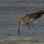 Ave migratória é declarada oficialmente extinta