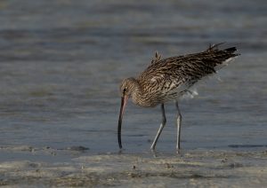 Ave migratória é declarada oficialmente extinta