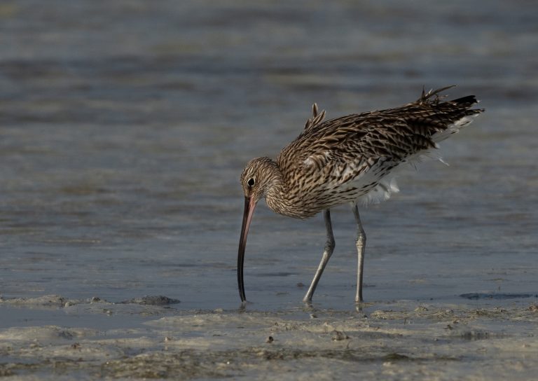 Ave migratória é declarada oficialmente extinta