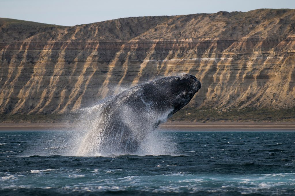 Baleia ameaçada de extinção está dando a volta por cima