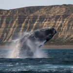 Baleia ameaçada de extinção está dando a volta por cima