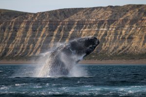 Baleia ameaçada de extinção está dando a volta por cima
