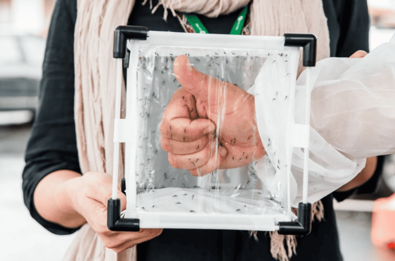 Brasil ganha segunda fábrica de mosquitos para combater dengue