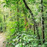 Brasil irá inaugurar Trilha Amazônia Atlântida na COP30