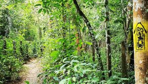 Brasil irá inaugurar Trilha Amazônia Atlântida na COP30