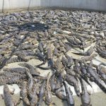 Carne e couro de jacaré do Brasil conquista mercado internacional