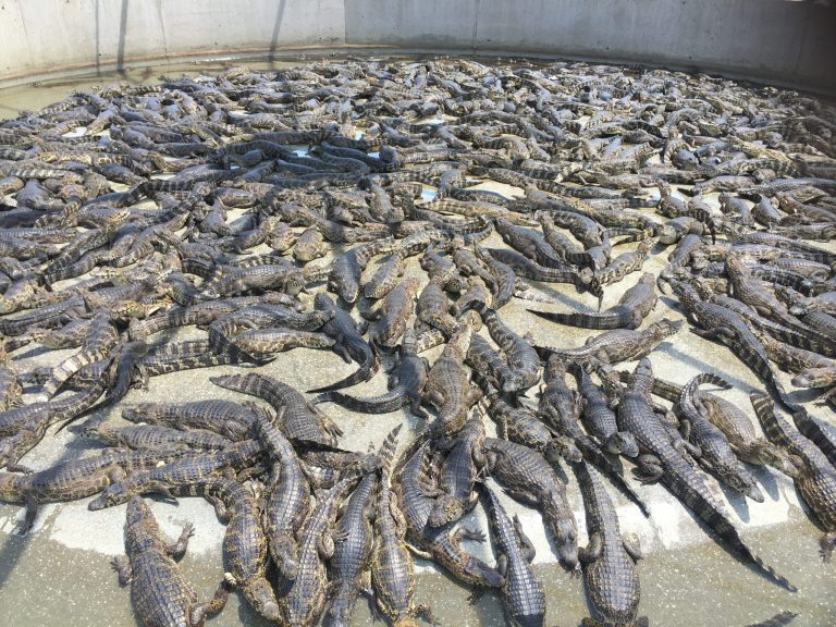 Carne e couro de jacaré do Brasil conquista mercado internacional