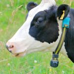 Coleiras inteligentes ajudam a monitorar saúde de vacas