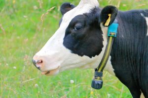 Coleiras inteligentes ajudam a monitorar saúde de vacas
