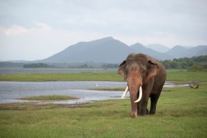 Com participação do Brasil, nova vacina pode impedir a extinção