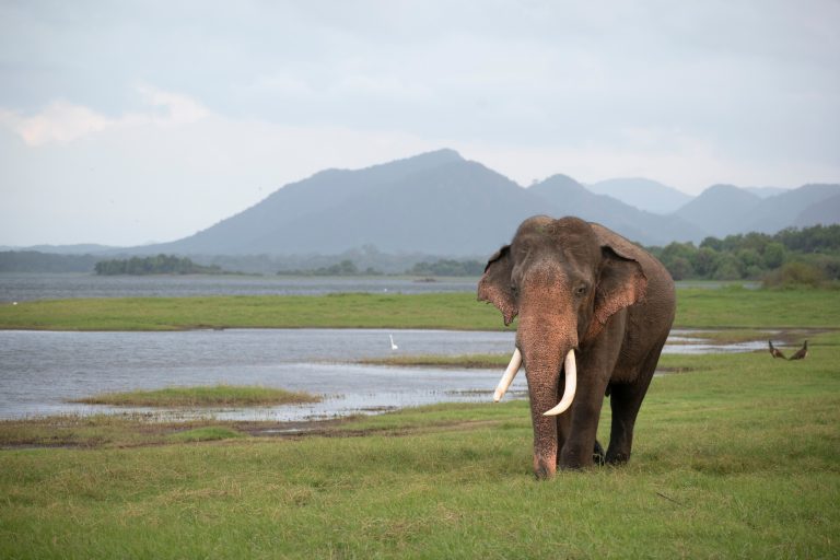 Com participação do Brasil, nova vacina pode impedir a extinção