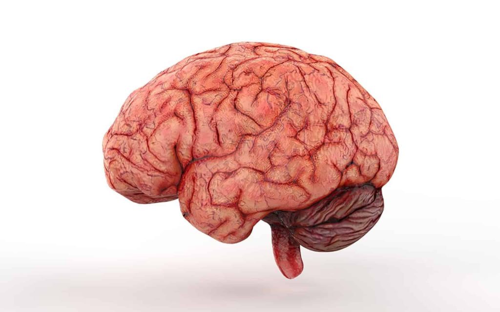 Computador ‘simula’ nosso cérebro e mostra como ele aprende algo
