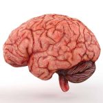 Computador ‘simula’ nosso cérebro e mostra como ele aprende algo