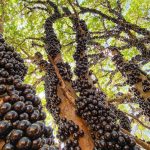Conheça a maior plantação do mundo de jabuticaba