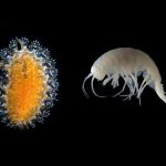 Criaturas bizarras, incluindo parasita “pipoca”, são descobertas nos oceanos