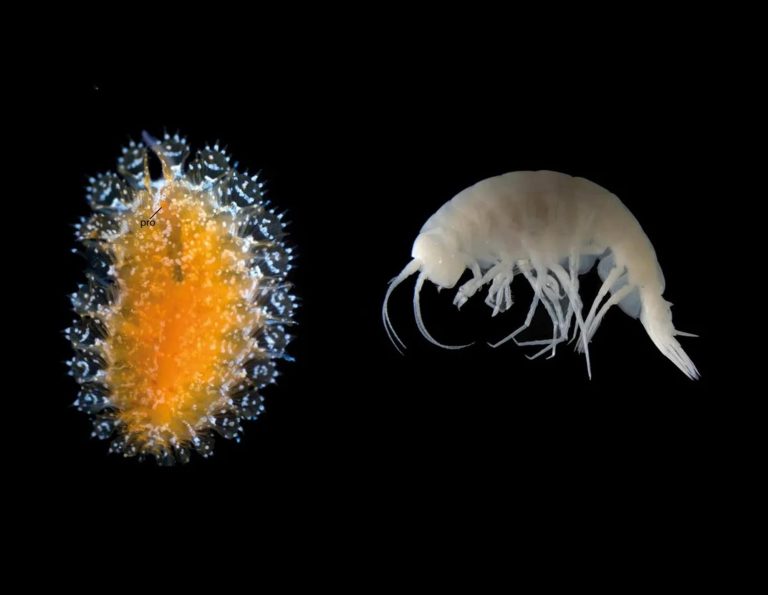 Criaturas bizarras, incluindo parasita “pipoca”, são descobertas nos oceanos