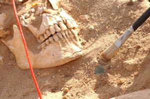 DNA revela doenças que devastaram o exército de Napoleão em