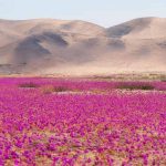Deserto do Atacama é tomado por flores; entenda o fenômeno